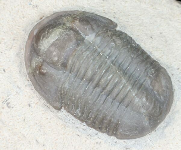 Gerastos Trilobite - Jorf, Morocco #57531